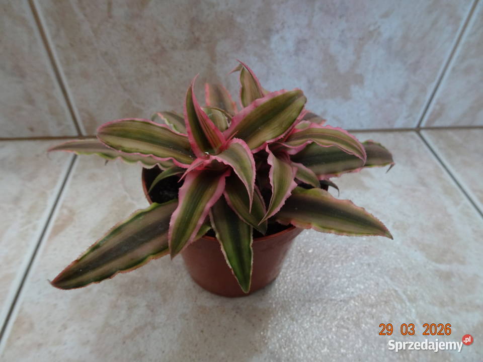 skrytokwiat Warszawa sprzedam