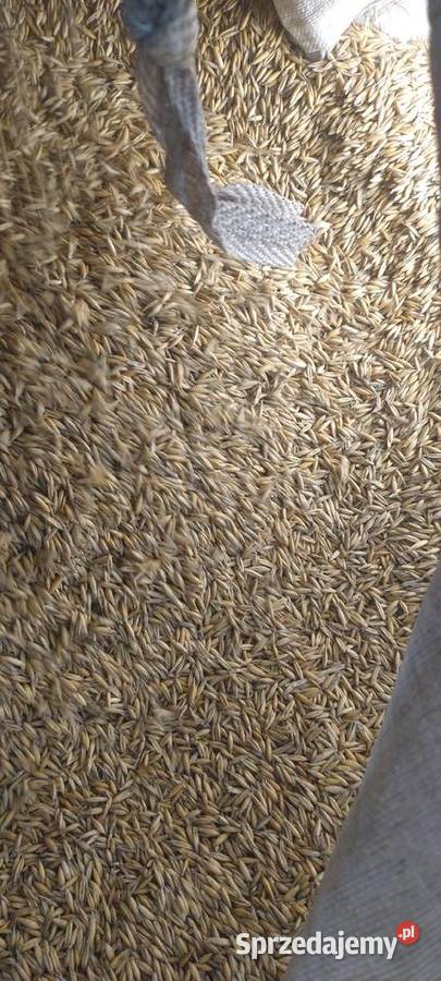 Sprzedam nasiona owsa Zboża sprzedam