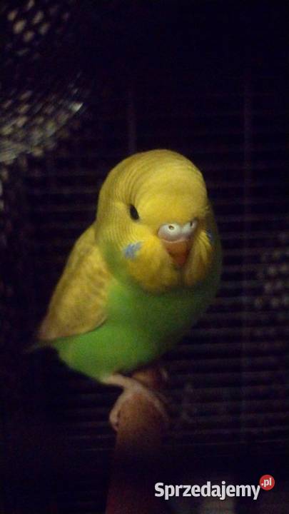 Papużka falista oswojona z klatką nowąkarma duża kujawsko-pomorskie Grudziądz