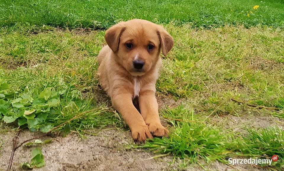 Śliczne pieski 5 tygodniowe Oddam Malinówka