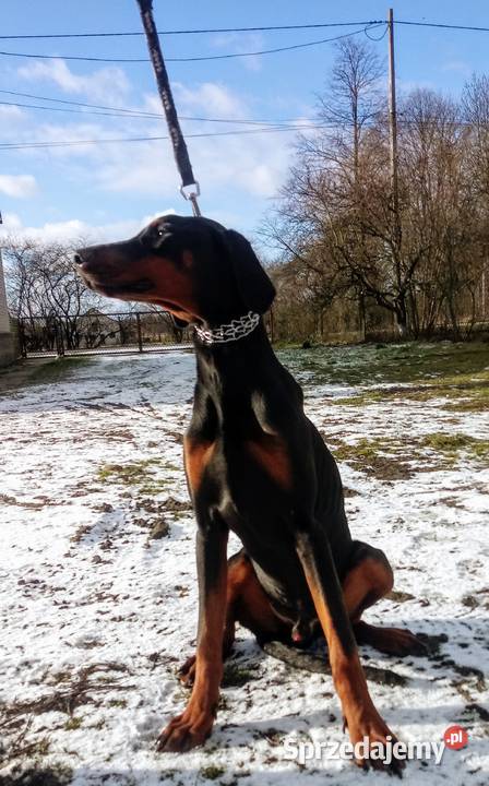 Doberman FCI ZKwP tanio świętokrzyskie Włoszczowa