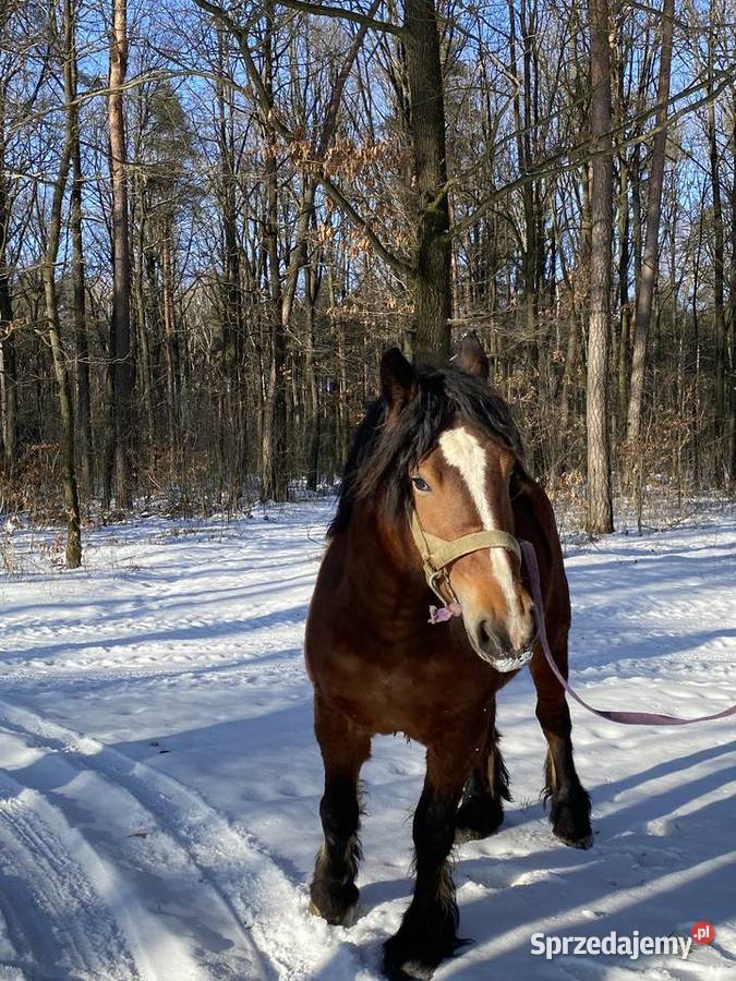 Sprzedam klacz zimnokrwistą źrebną Ryki