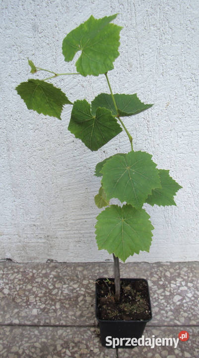 WINOROŚL SWENSON RED Vitis sadzonki w doniczkach Ustronie