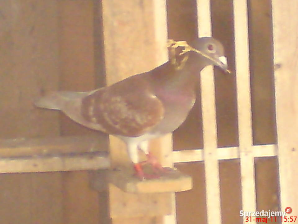 Sprzedam gołębie pocztowe Żagań