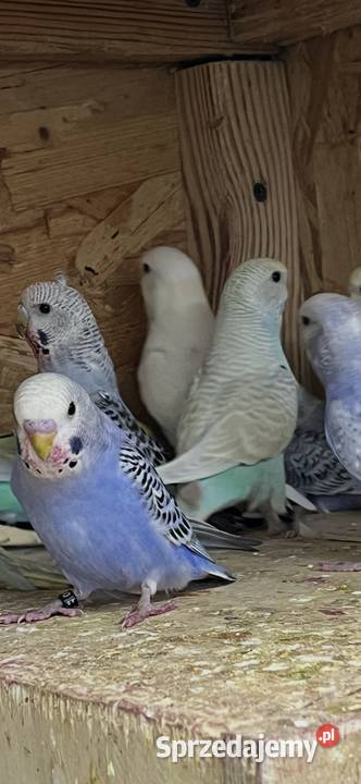 Papugi faliste tęczowe Zwierzęta śląskie Sośnicowice sprzedam