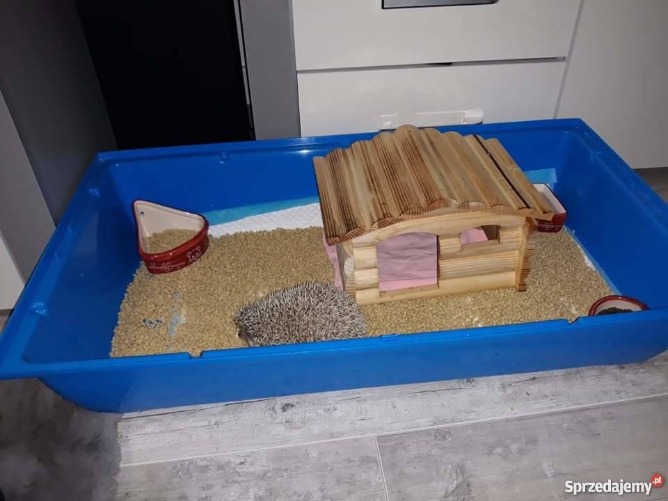 Jeż pigmejski Gryzonie