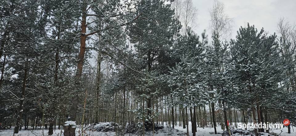 Działka bud 2900 M2 Łukawska Wola WZ ZADRZEWIONA sprzedam