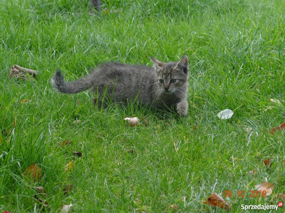 Małe koty kotki Gniezno