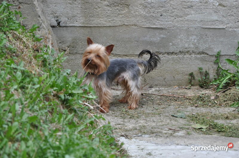 YORK YORKSHIKTERRIER DOROSLY PIES śląskie Siemianowice Śląskie