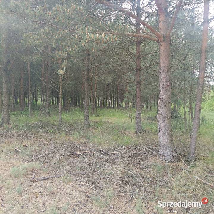 Las grunt leśny Czersk