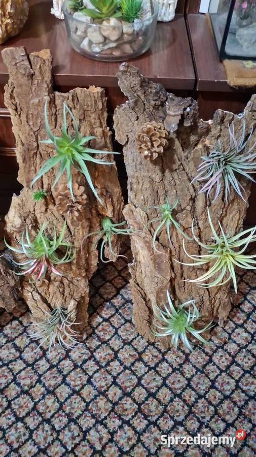 Kora z oplątwą Łódź