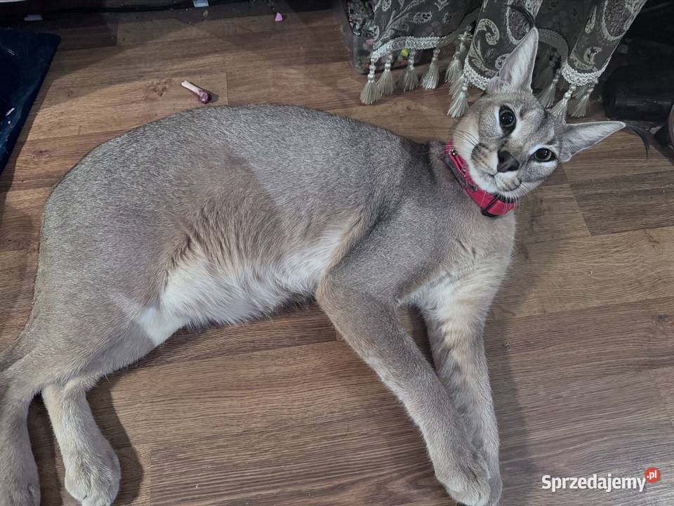Karakal Stepowy Caracal dwuletnia samica Oleśnica sprzedam
