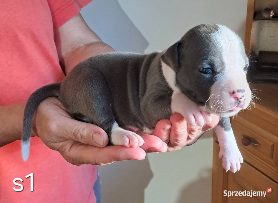 Amstaff ZKWP FCI BLUE śliczna suczka