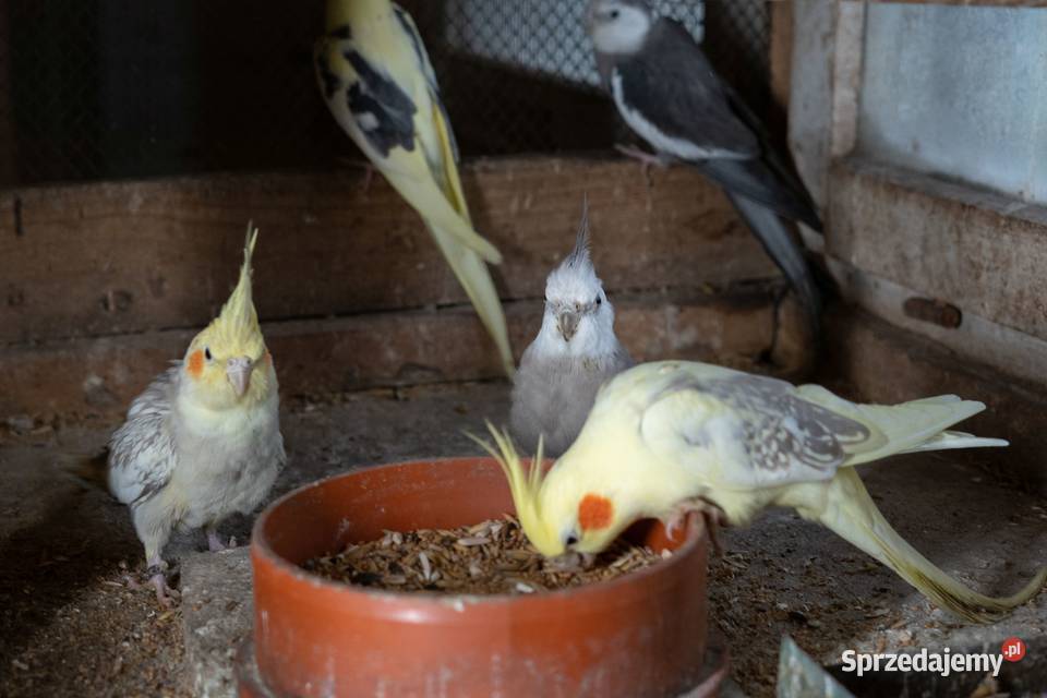 Papugi Nimfy Ptaki Chmielnik