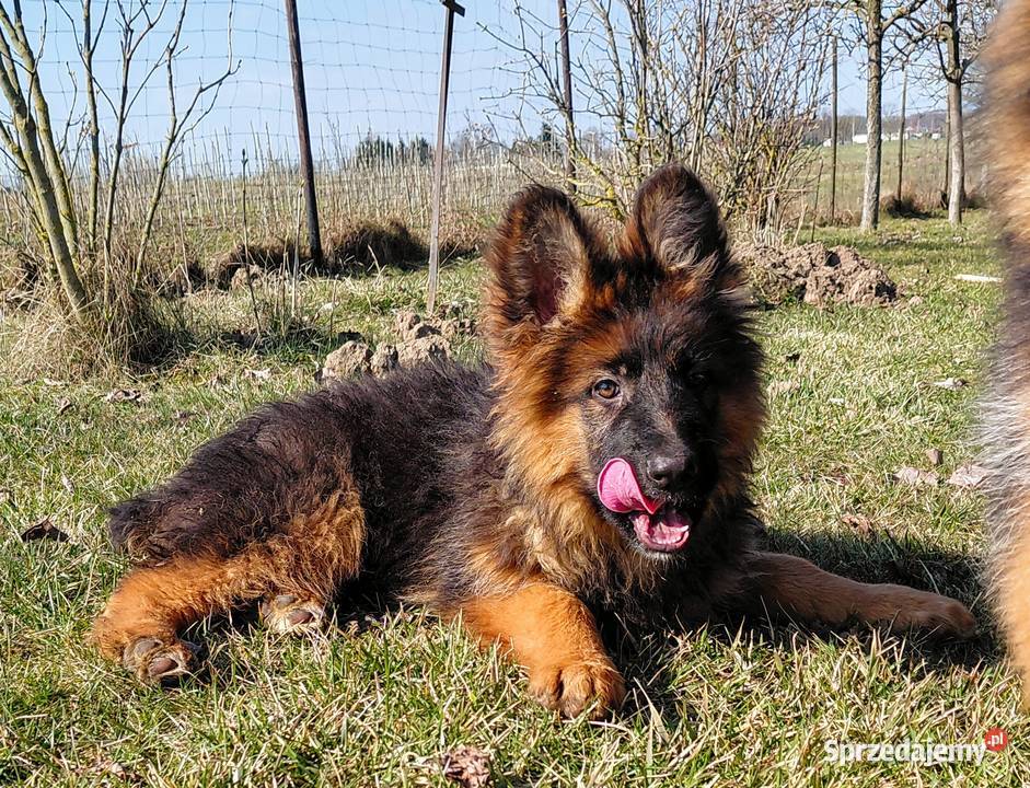 Szczenięta Owczarek Niemiecki Długowłosy kujawsko-pomorskie Grzęby sprzedam