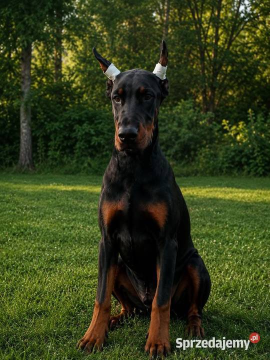 Piekny kopiowany Doberman Lubartów sprzedam