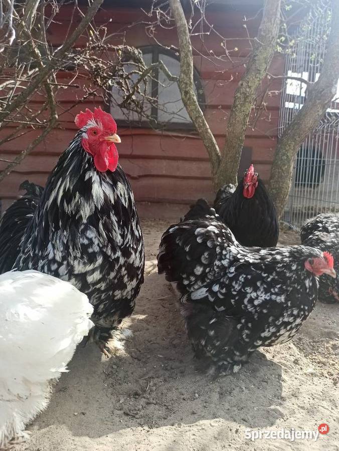 Jaja lęgowe kochin karzełek