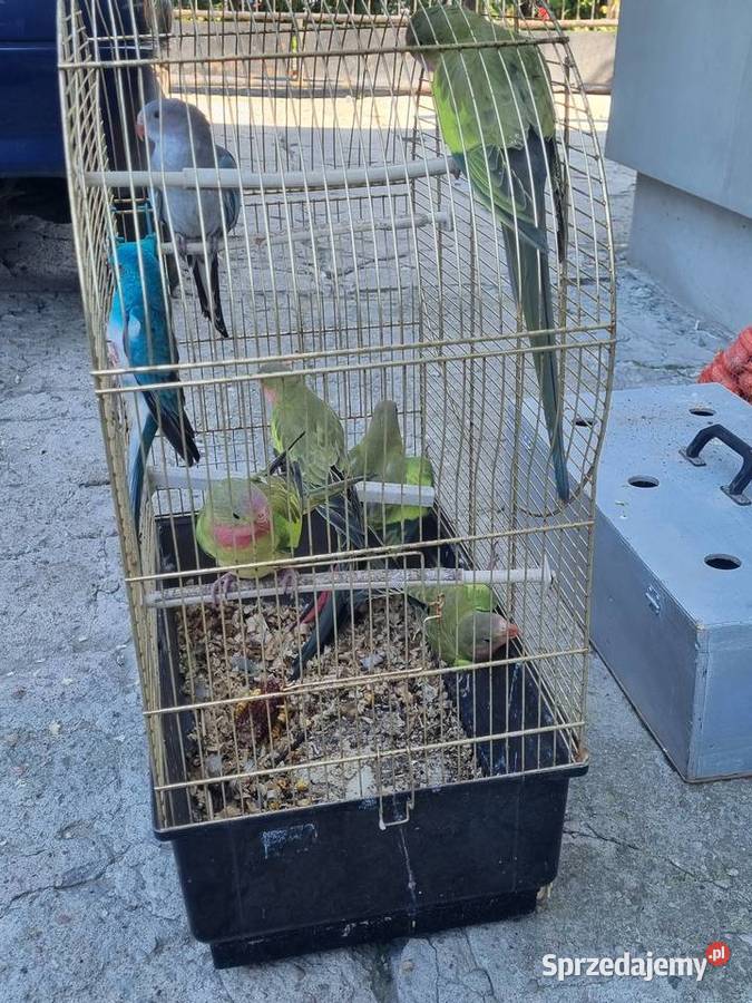 Sprzedam księżniczki Walii mazowieckie Chlebnia