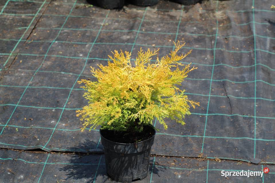 Żywotnik zachodni Rheingold thuja tuja Rheingold Imbramowice