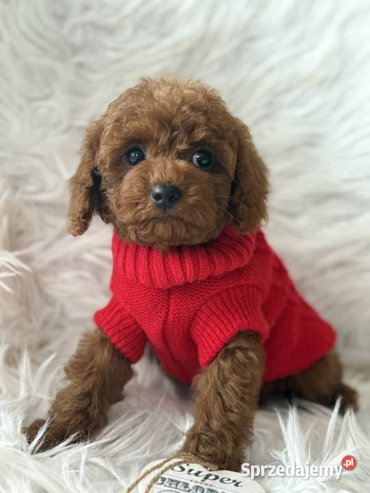 Pudel Toy szczeniak piesek sunia