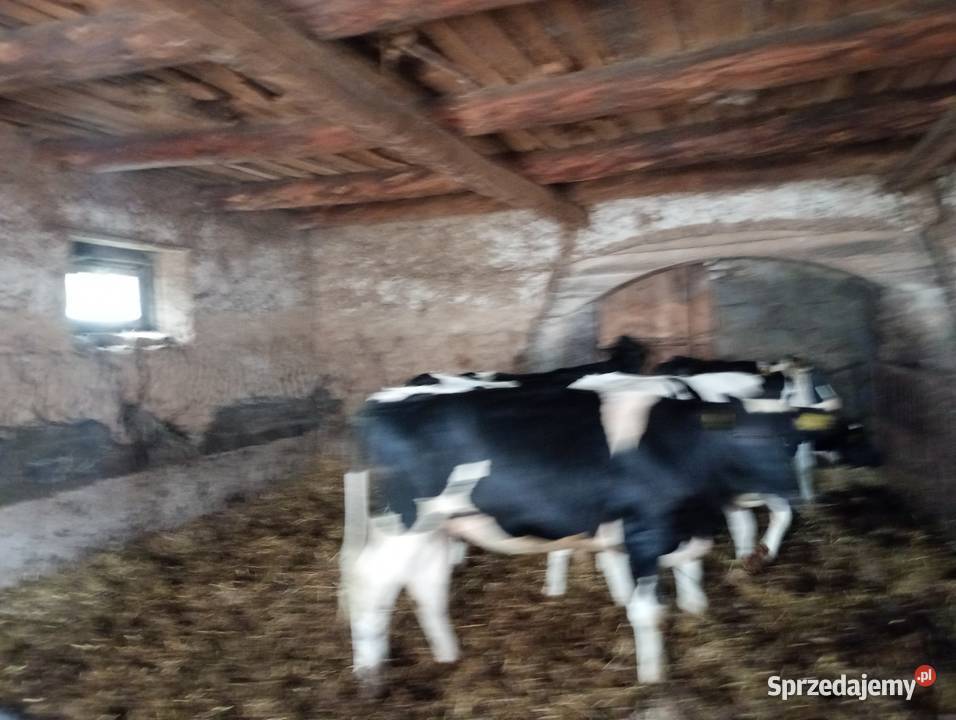 Jałówki mleczne cielne podlaskie Sejny