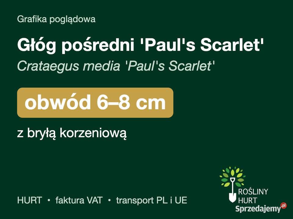 Głóg pośredni Pauls Scarlet obwód 68 z bryłą
