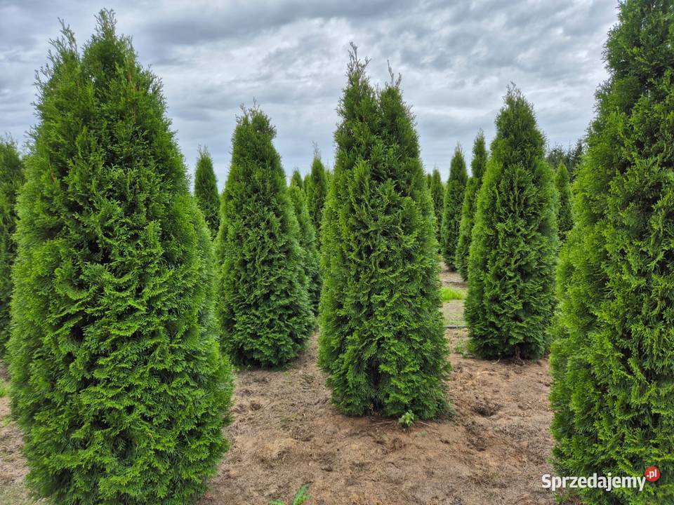 Tuja szmaragd 200220 sadzimy cała Polska Warszawa