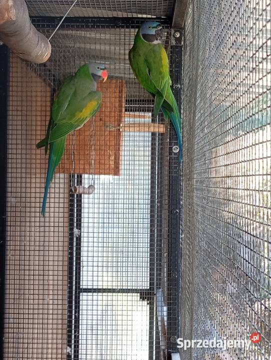 Aleksandretty chińskie parka gotowa na lęgi Dziuplina