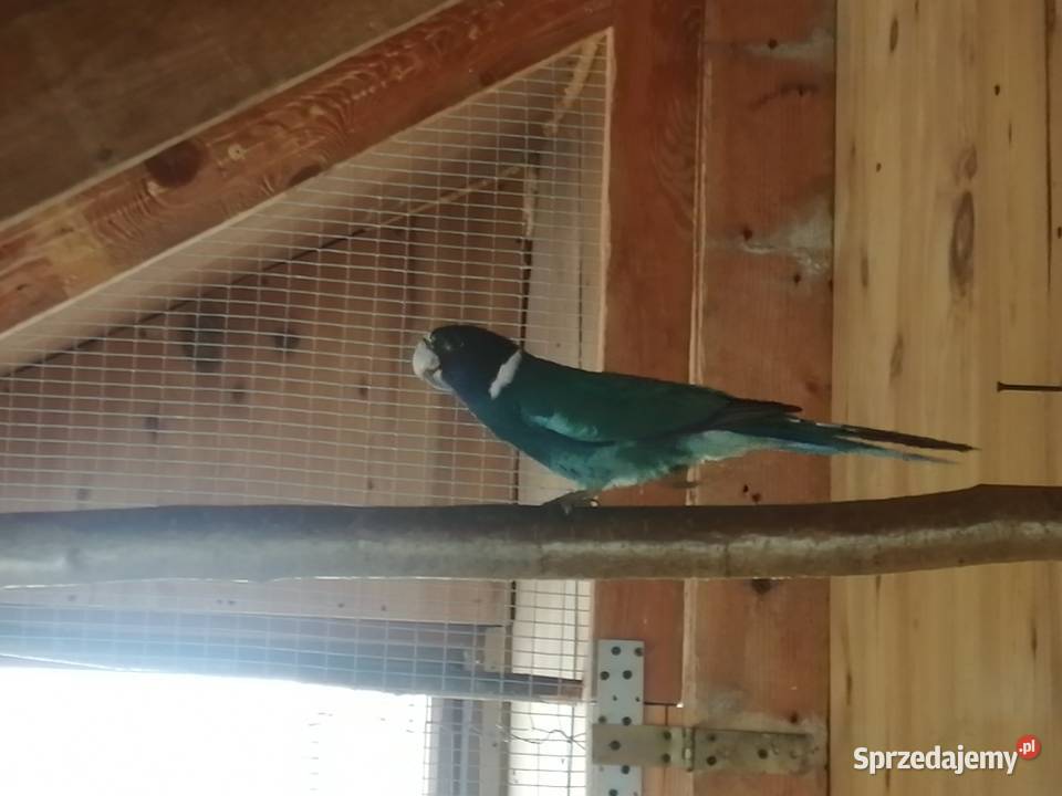 Sprzedam samca kragena niebieskiego Zwierzęta Jasło