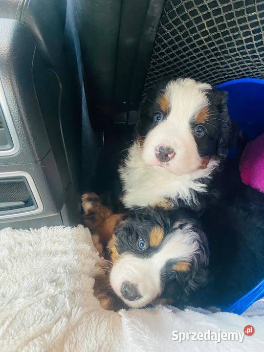 Berneński pies pasterski małopolskie Krzeszowice sprzedam