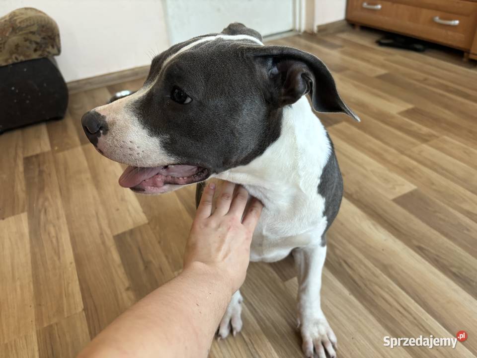 Suczka Amstaff blue American Staffordshire Zwierzęta Załawcze