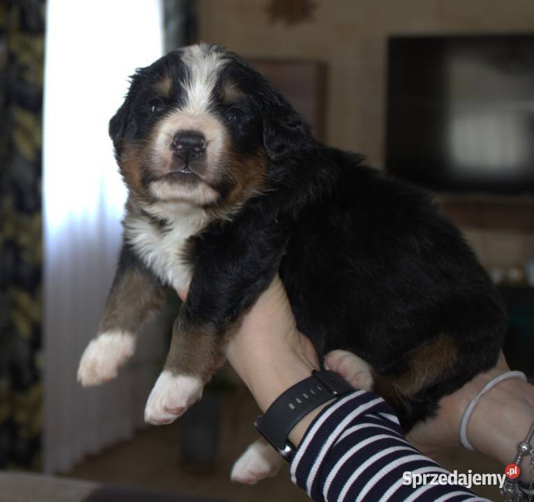 Bernenski Pies Pasterski fci małopolskie Mszana Dolna