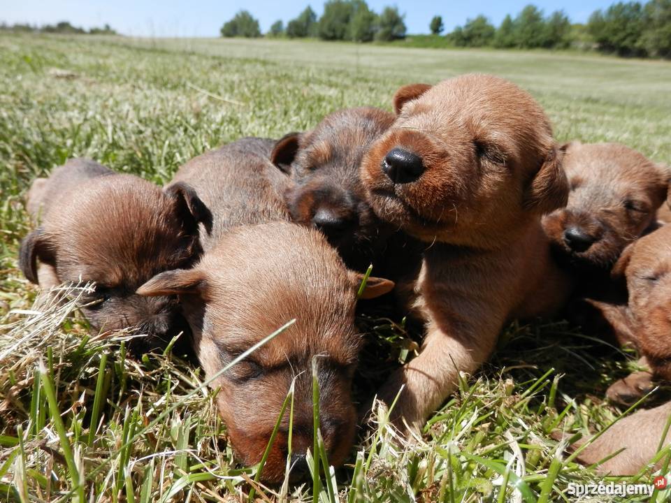 Terrier irlandzki rodowodowe szczenięta FCI Łódź