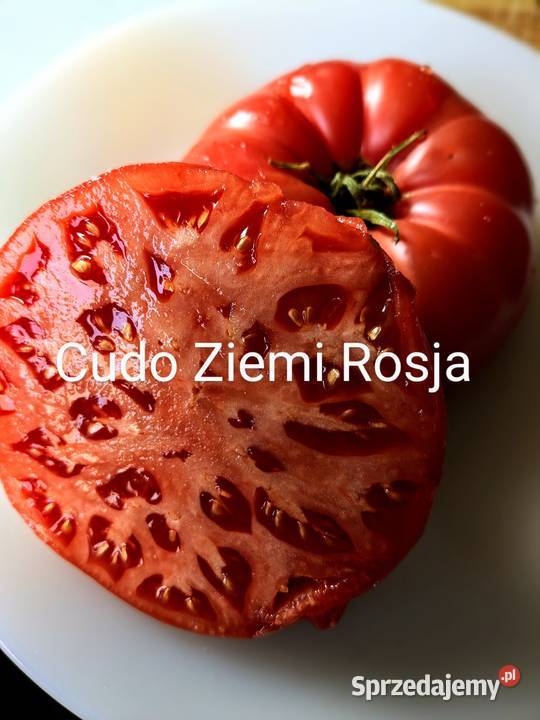 Cudo Ziemi Aly Mustang Pomidor nasiona pokarm Kraków