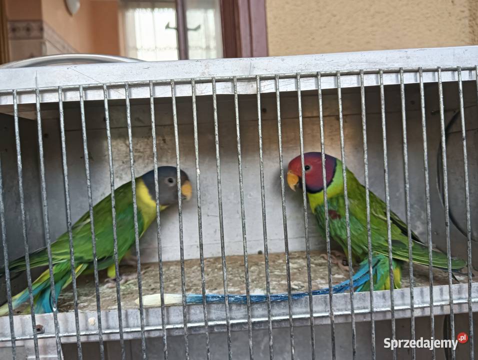 Aleksandretty Śliwogłowe Kalisz