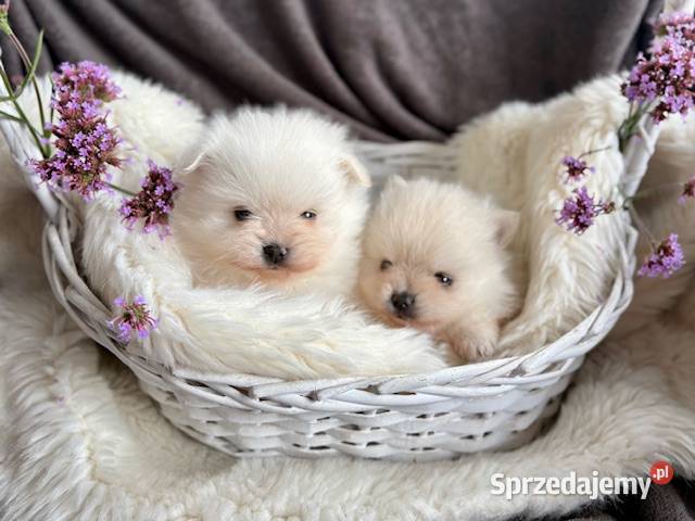 SZPIC MINIATUROWY POMERANIAN PIĘKNE PUCHATE Warszawa sprzedam