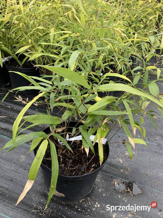 Bambus Phyllostachys Parvifolia Filostachys Szczyglice