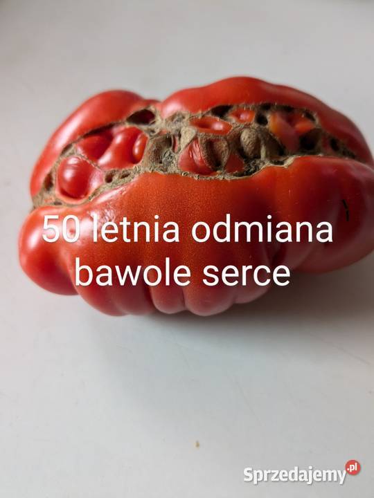 Ogórek rosyjski Wierasen Wrzesień odmiany Kraków