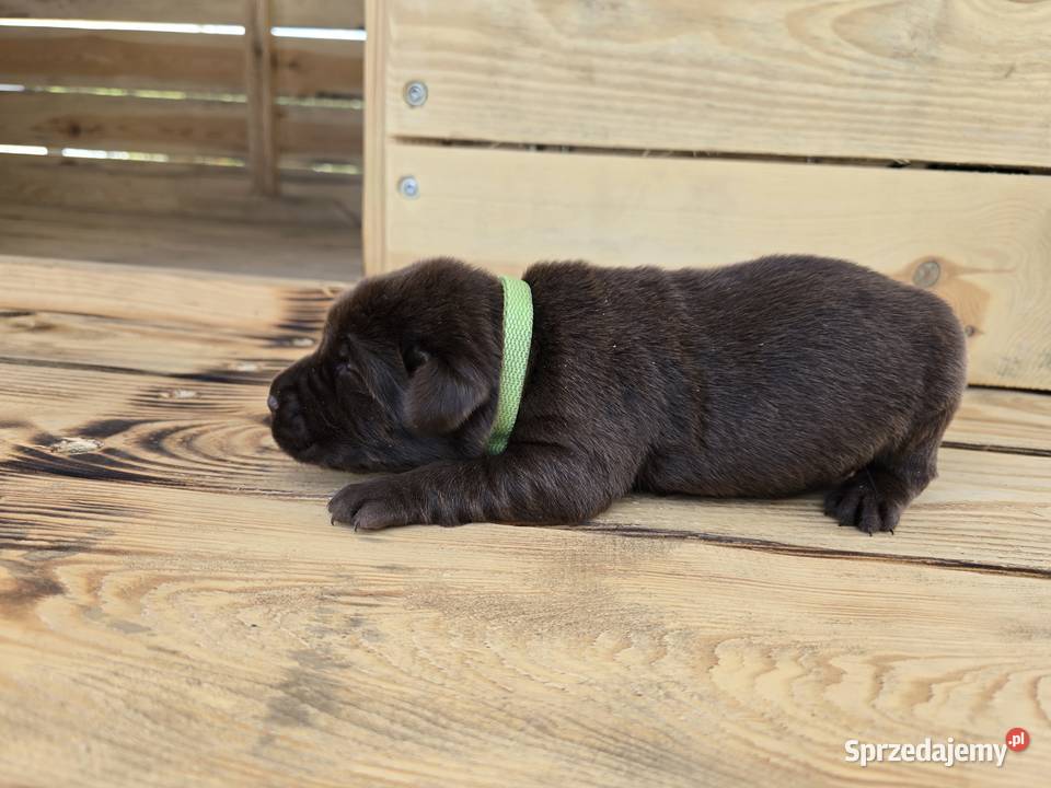 Labrador retriever piesek pieski mały dolnośląskie