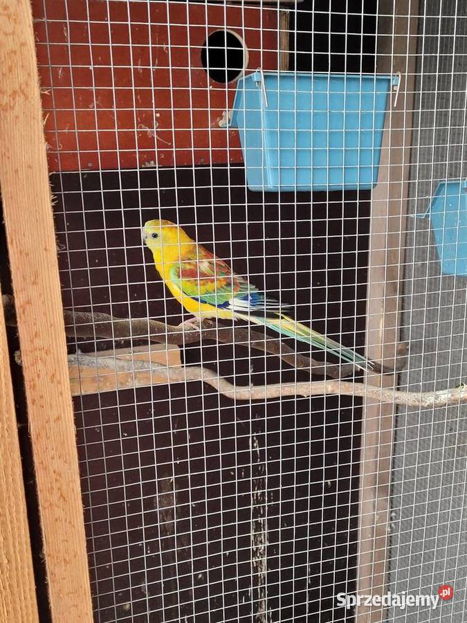 Swiergotki woliera 6 3parki wielkopolskie Objezierze