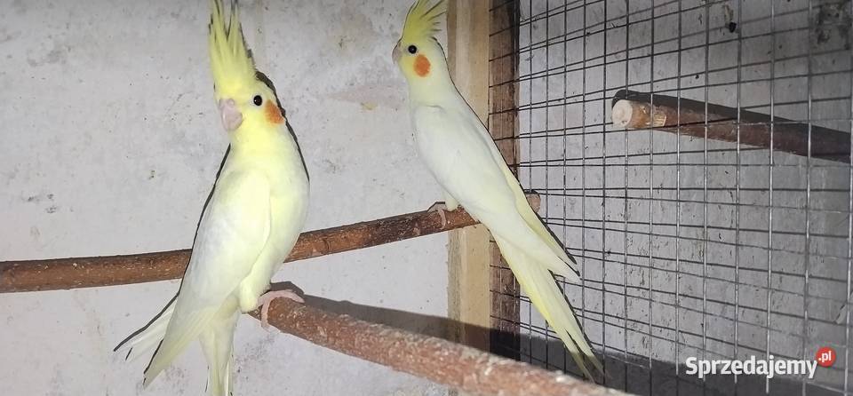 Papugi nimfy 2025 śląskie