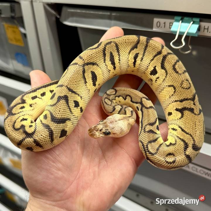 Python regius wąż królewski Bielany Wrocławskie