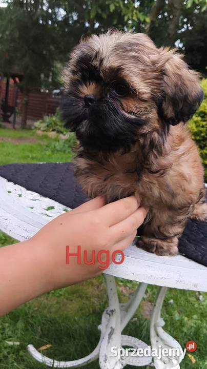 ShihTzu piesek Hugo Sopot