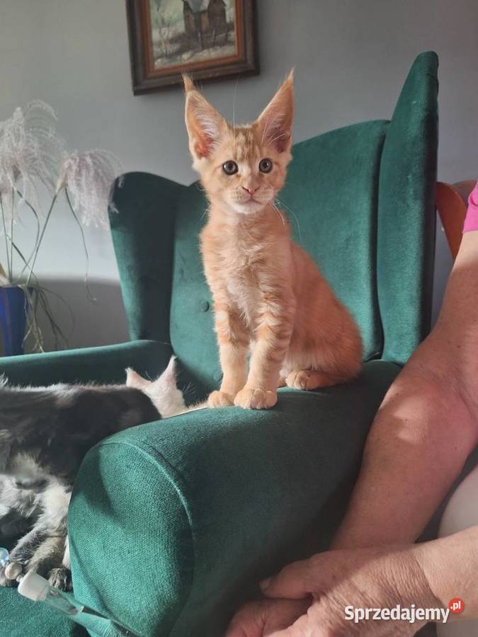 Piękny rudy Maine coon kujawsko-pomorskie Żurawia