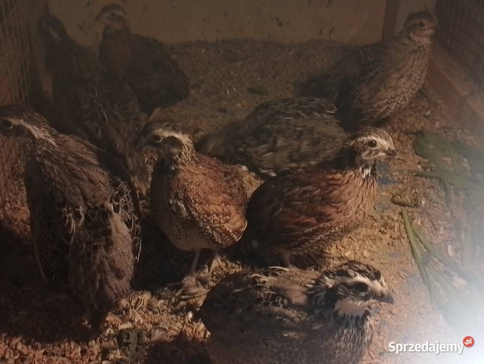Przepióry wirginijskie Dubin sprzedam