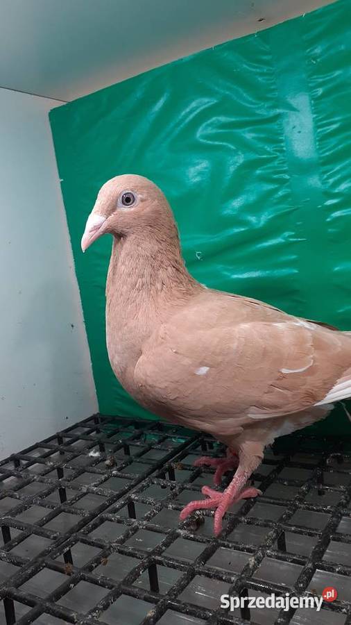 mam do sprzedania samicę Mulemans na glazer oku Chojnik