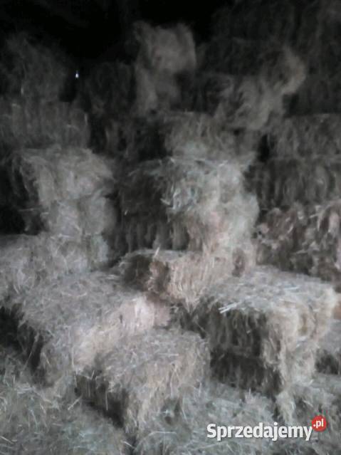 Sprzedam kostki siana Nowa Słupia