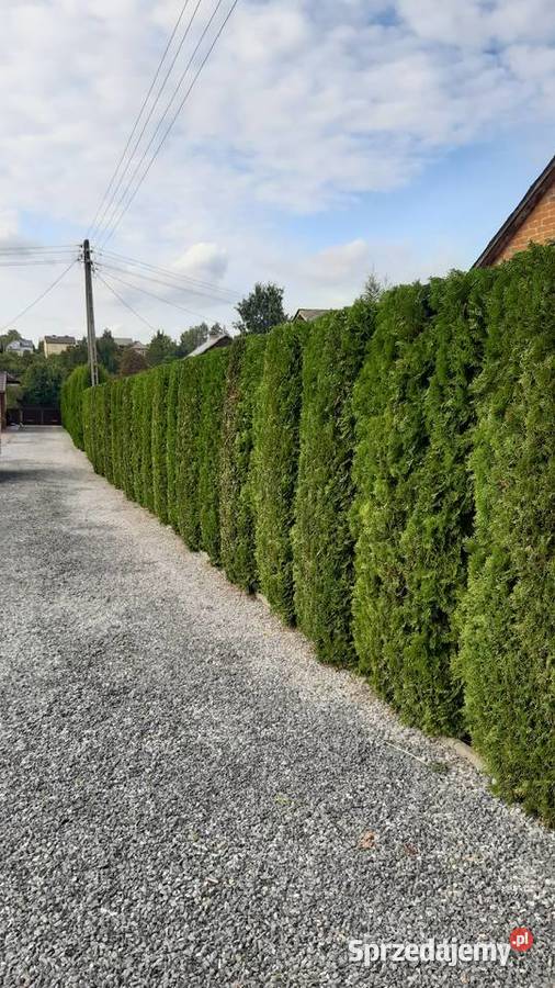 Tuje drzewa krzewy Kraśnik