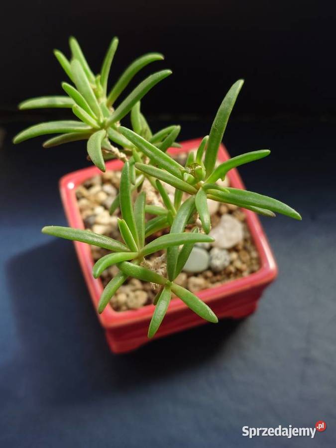Sukulent bonsai Delosperna bosseranum doniczka Warszawa