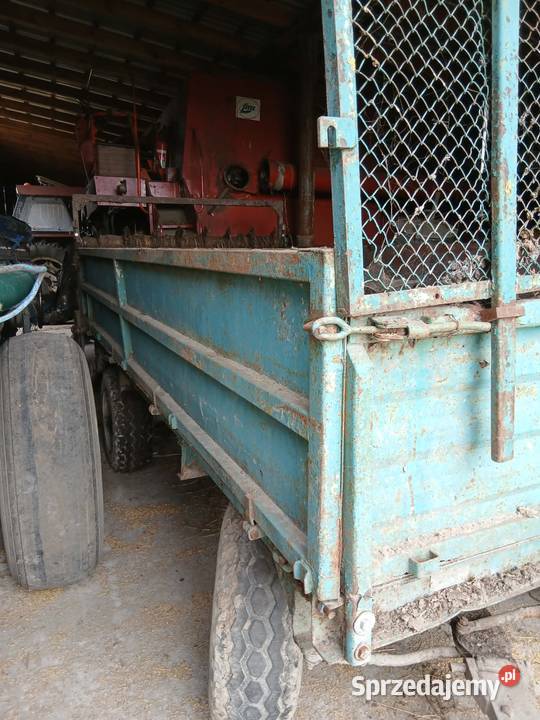 Rozrzutnik Zygry sprzedam